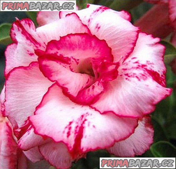 Adenium obesum 'Lady Gaga' - semena – fotografie 1