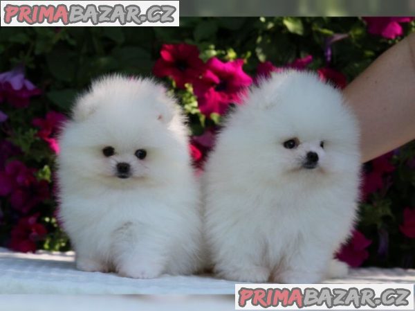 Německý špic trpasličí (Pomeranian) štěňátka – fotografie 1