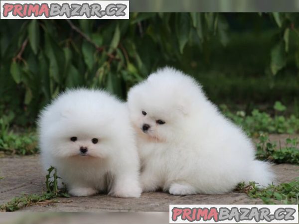 Německý špic trpasličí (Pomeranian) štěňátka – fotografie 2