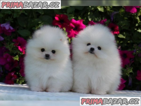 Německý špic trpasličí (Pomeranian) štěňátka – fotografie 3