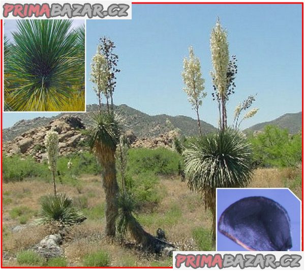 Sazenice Yucca elata – fotografie 1