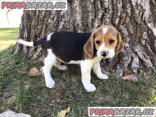 pejsek beagle – fotografie 1