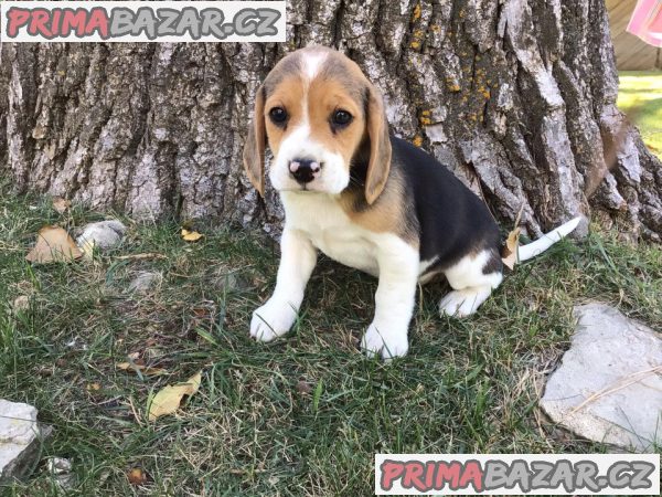 pejsek beagle – fotografie 2