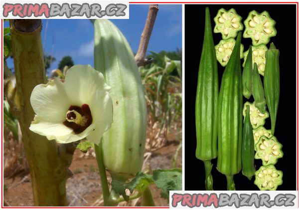 Ibiškovec jedlý - Okra - semena – fotografie 1