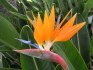 Strelitzia Reginae - semena