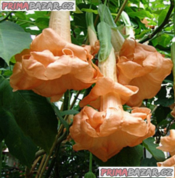 Řízek Brugmansia Angels Flight - Andělská trumpeta – fotografie 1