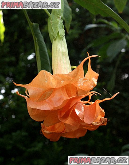 Řízek Brugmansia Angels Sunexplosion - Andělská trumpeta – fotografie 1