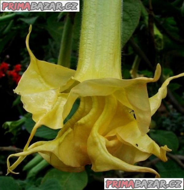 Řízek Brugmansia Angels Sunstar - Andělská trumpeta – fotografie 1