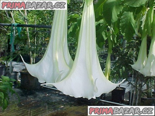 Řízek Brugmansia Arborea - Andělská trumpeta – fotografie 1