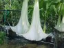 Řízek Brugmansia Arborea - Andělská trumpeta