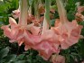 Řízek Brugmansia Daydreams - Andělská trumpeta