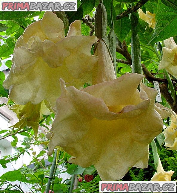 Řízek Brugmansia Sun Angel - Andělská trumpeta – fotografie 1