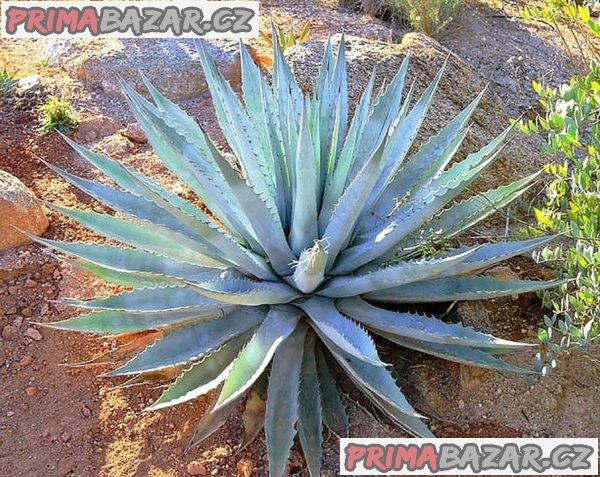 Sazenice Agave chrysantha Golden Flowered – fotografie 1