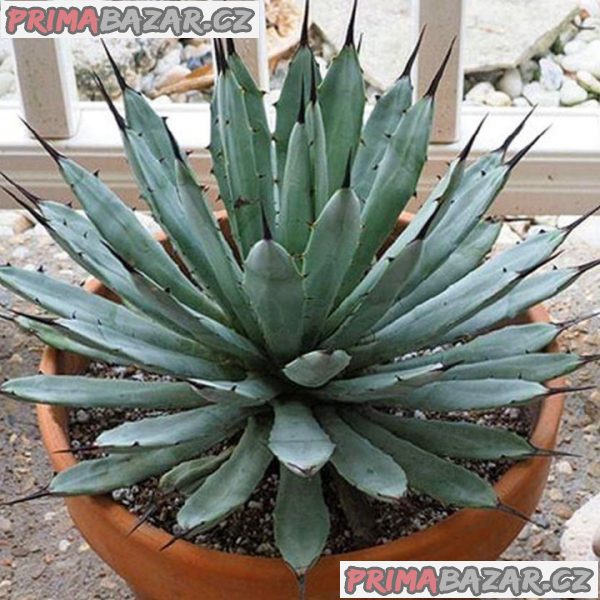 Sazenice Agave macroacantha – fotografie 1
