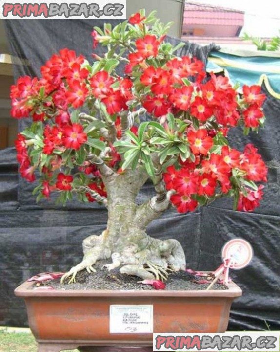 Sazenice Adenium Obesum – fotografie 1