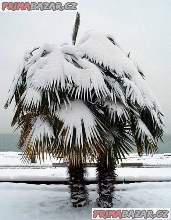 Sazenice palma Trachycarpus fortunei 1-2 první listy – fotografie 1