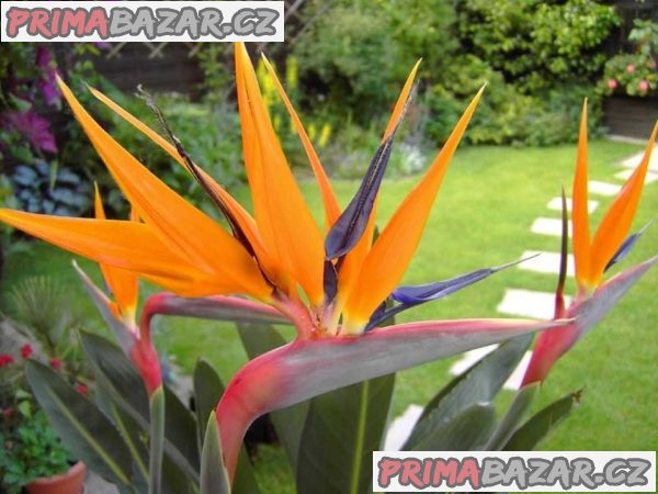 Sazenice Strelitzia reginae – fotografie 1