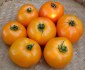 Rajče Oranže - semena