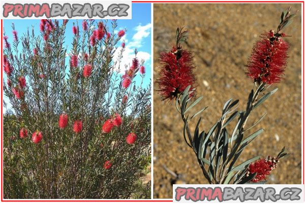 Callistemon phoeniceus - SEMENA – fotografie 1
