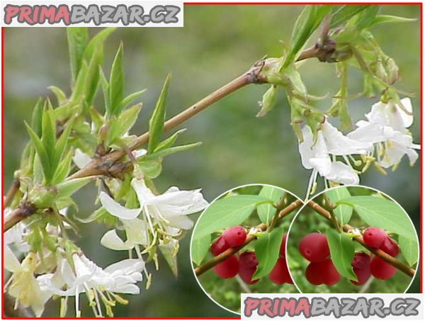 Lonicera Fragrantissima - Zimolez vonný - semena – fotografie 1