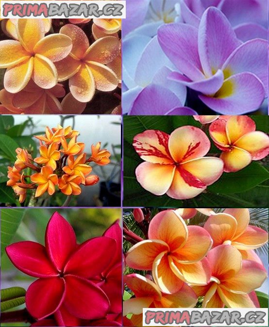 sazenice Plumeria Frangipani mix barev – fotografie 1