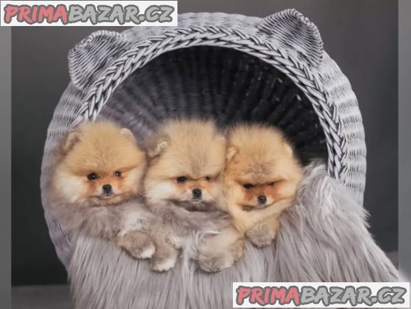 Německý špic trpasličí (Pomeranian) šťeňátka – fotografie 1