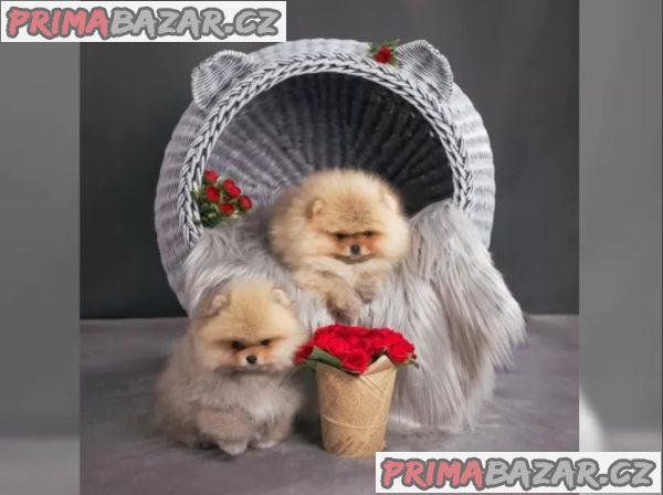 Německý špic trpasličí (Pomeranian) šťeňátka – fotografie 2