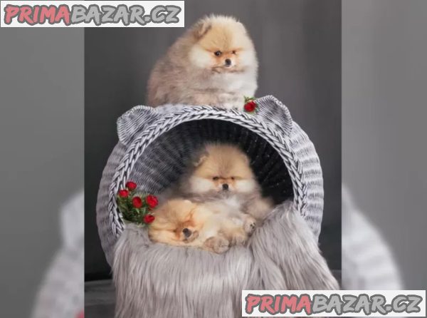 Německý špic trpasličí (Pomeranian) šťeňátka – fotografie 3
