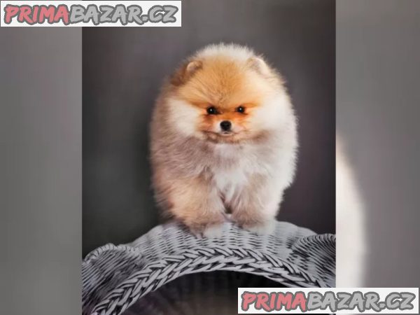 Německý špic trpasličí (Pomeranian) šťeňátka – fotografie 6