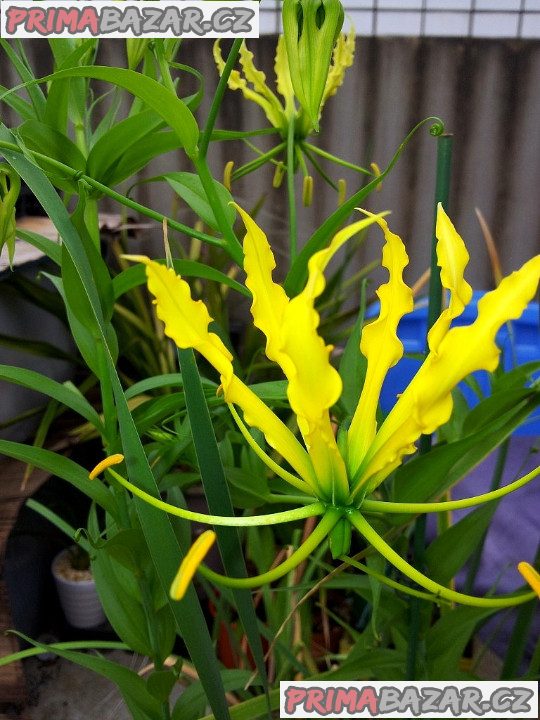 Gloriosa superba Lutea - semena – fotografie 1