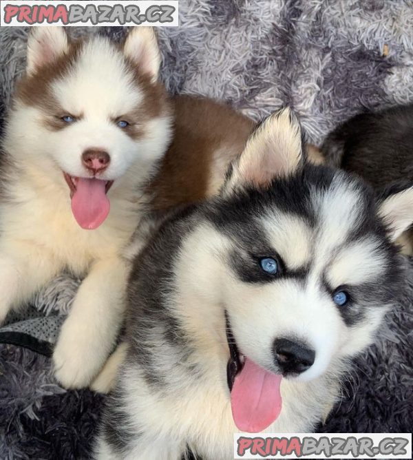 Sibiřský husky – fotografie 1