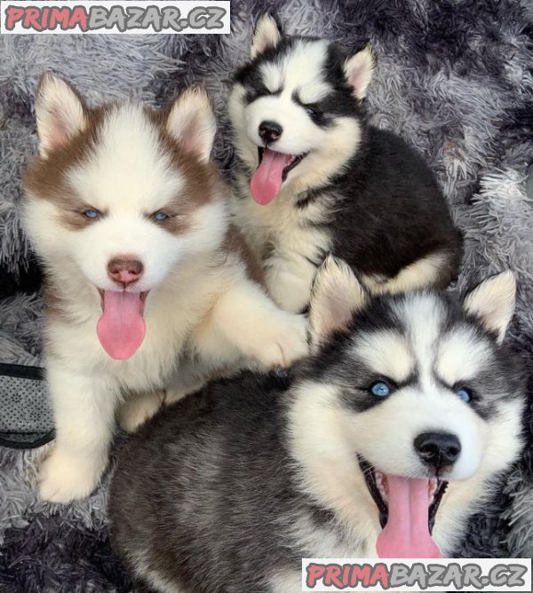 Sibiřský husky – fotografie 3