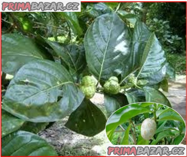 Noni citrusolistá - semena – fotografie 1