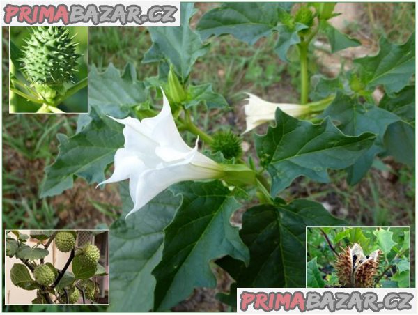 Datura Stramonium - Durman obecný - semena – fotografie 1