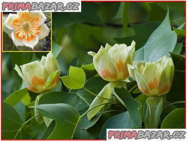Liriodendron tulipifera - Liliovník tulipánokvětý - semena – fotografie 1