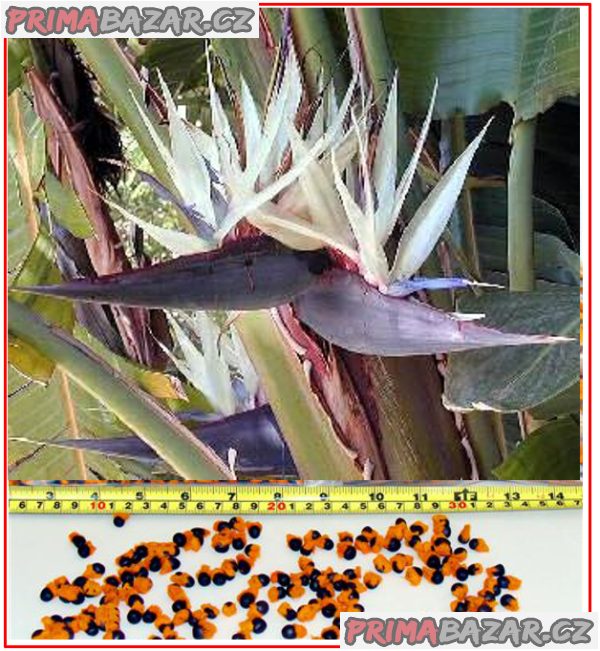 Bílá Strelitzia Nicolai - semema – fotografie 1