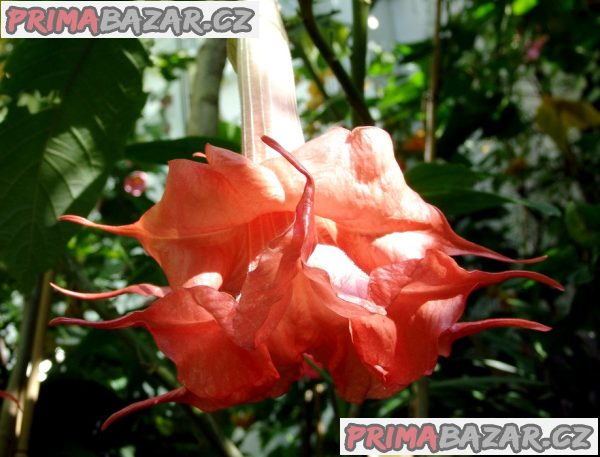 řízek Brugmansia Angels Exotic – fotografie 1