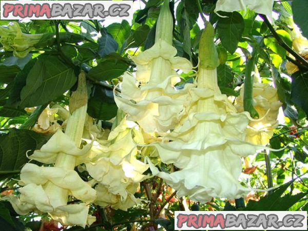 Řízek Brugmansia Angels Sunbeam – fotografie 1