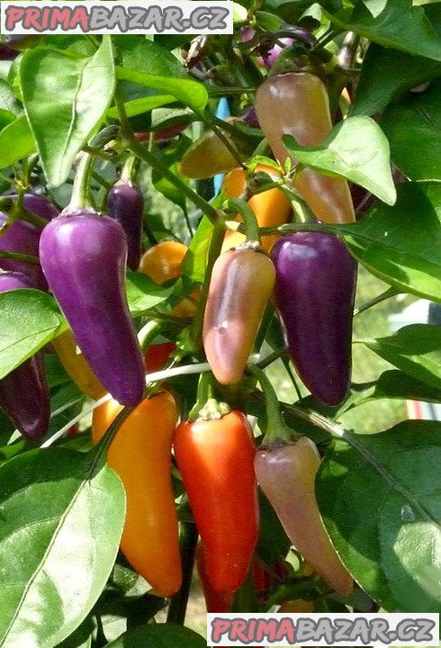 Chilli Jalapeňo Multicolor - semena – fotografie 1