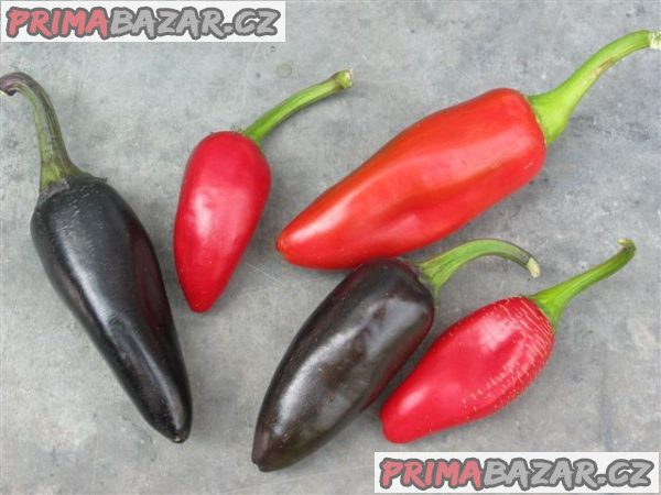 Chilli Jalapeňo Purple - semena – fotografie 1