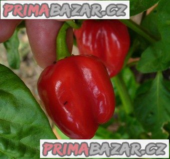 Chilli Habanero Tobago seasoning - SEMENA – fotografie 1
