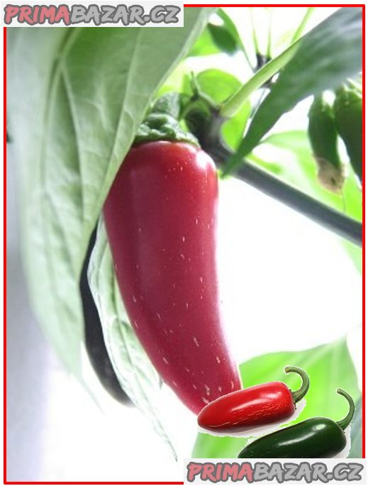 Chilli Jalapeňo Mild - semena – fotografie 1