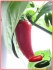Chilli Jalapeňo Mild - semena