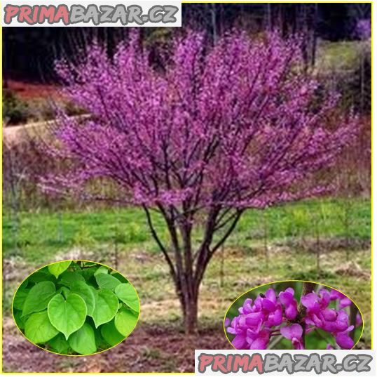 Cercis Chinensis - Zmarlika čínská - semena – fotografie 1