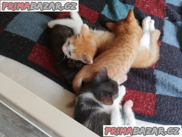 Daruji koťátka – fotografie 2