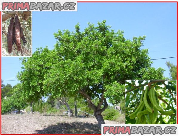 Ceratonia Siliqua - semena – fotografie 1