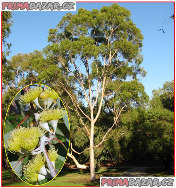 Eucalyptus citriodora - semena – fotografie 1