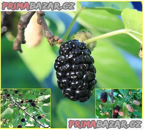 Morus Nigra - Morušovník černý  - semena – fotografie 1
