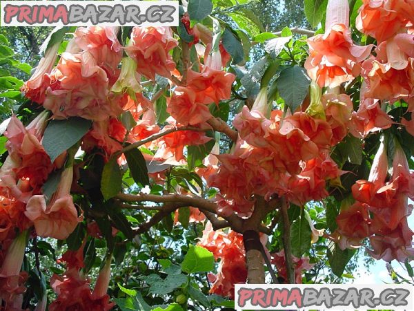 řízek Brugmansia Phänomenal – fotografie 1