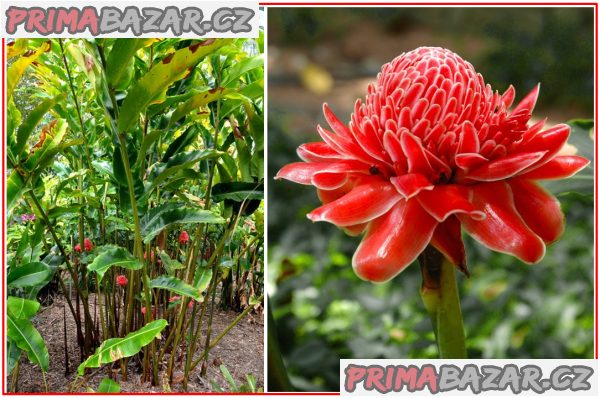 Etlingera elatior Red - semena – fotografie 1